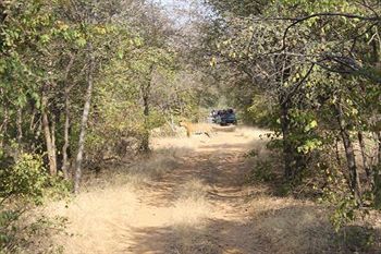 Jungle View Resort Sawai Madhopur Dış mekan fotoğraf